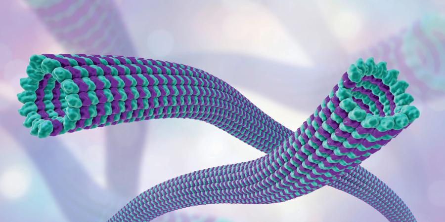 Model ­mikrotubuli. Pomagają one w ­utrzymaniu kształtu ­komórki, jej podziale oraz ­transporcie wewnątrz­komórkowym.