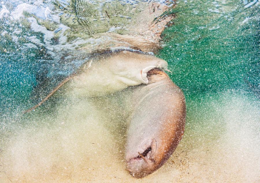 Samiec rekina podczas kopulacji trzyma mocno płetwę piersiową swej wybranki.