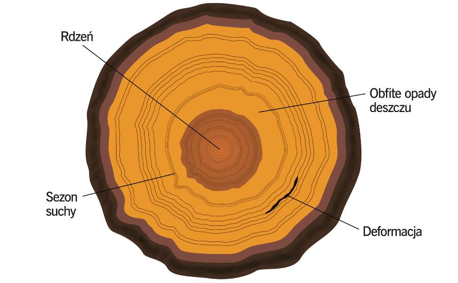 Schemat przekroju pnia z zaznaczonymi przyrostami zależnymi od opadów oraz deformacją spowodowaną warunkami zewnętrznymi (lawiną, pożarem itp.)