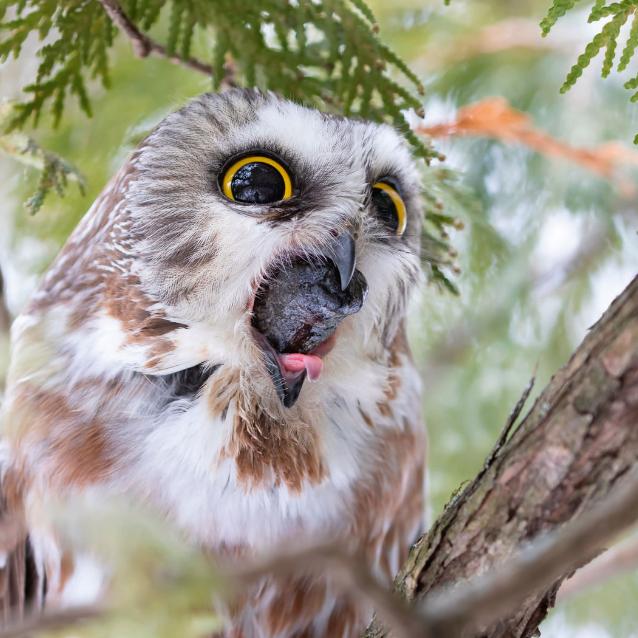Wypluwka włochatki małej (zamieszkującej Amerykę Północną) waży tyle, ile kostka cukru.