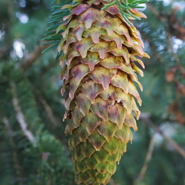 Szyszka świerka pospolitego.