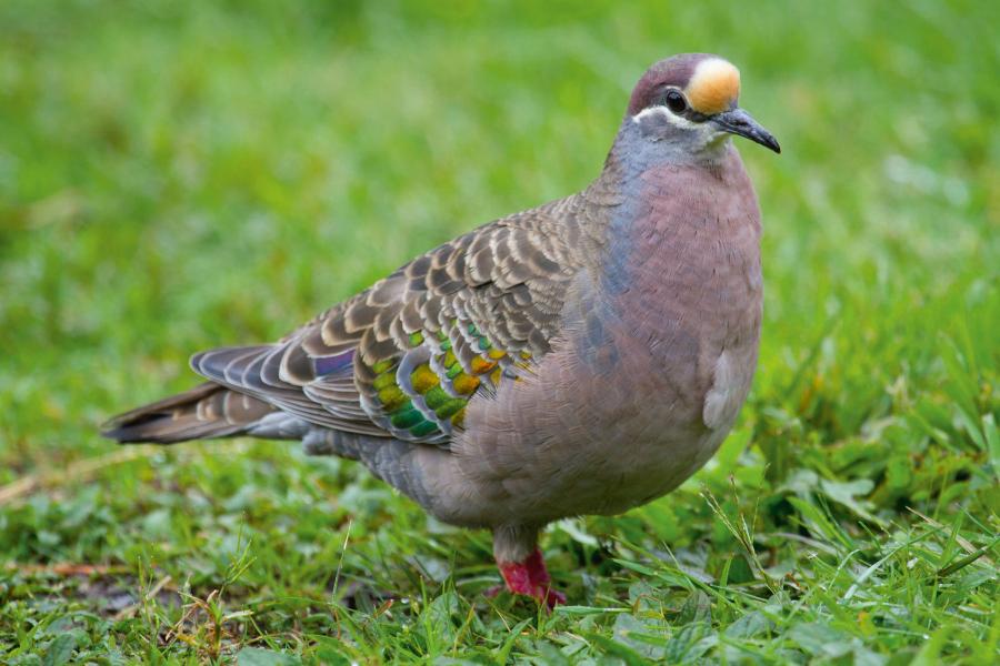 Błyskolotka białogardła (na fot. ) i błyskotka mała przyczyniły się swego czasu do śmierci sporej liczby zawleczonych do Australii psów i kotów.