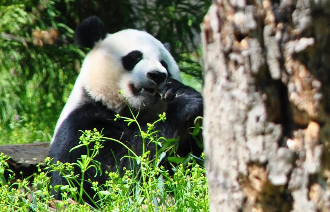 Międzynarodowa Unia Ochrony Przyrody donosi, że w Chinach odnotowano ponad 1800 osobników <b>pandy wielkiej</b> żyjących na wolności. Panda została przeniesiona z kategorii zwierząt „zagrożonych” (endangered), do kategorii „narażonych” (vulnerable). Ekolodzy studzą jednak zapał. Podkreślają, że zmiana oznacza jedynie, iż pandy wciąż mogą wyginąć, ale nie stanie się to tak szybko, jak początkowo sądzono. Niemniej sukces (choćby niewielki) jest. Jeśli nadal będziemy chronić pandy, możemy mieć nadzieję, że gatunek pozostanie na Ziemi przez długi czas.