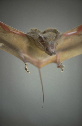 Rhinopoma hardwickii. Nietoperz żyjący w Indiach. Zwany małą myszą. Jeszcze w  XVII wieku powszechnie uznawano nietoperze za latającą odmianę myszy. Fakt, że używają echolokacji odkryto dopiero w latach 40. XX wieku.