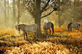 Park krajobrazowy Barnim – 
tam, gdzie konie żyją jak na wolności 

Park krajobrazowy Barnim z lasami, malowniczymi jeziorami i dzikimi rzekami to prawdziwa idylla znajdująca się u bram Berlina. Obszar zwany lasem pastewnym kształtowany jest przez wypasanie 
w lasach koni fiordzkich. Na terenie parku Barnim znajduje się doskonale oznakowana, rozległa sieć ścieżek edukacyjnych oraz szlaków wędrownych biegnących wśród torfowisk i wrzosowisk.