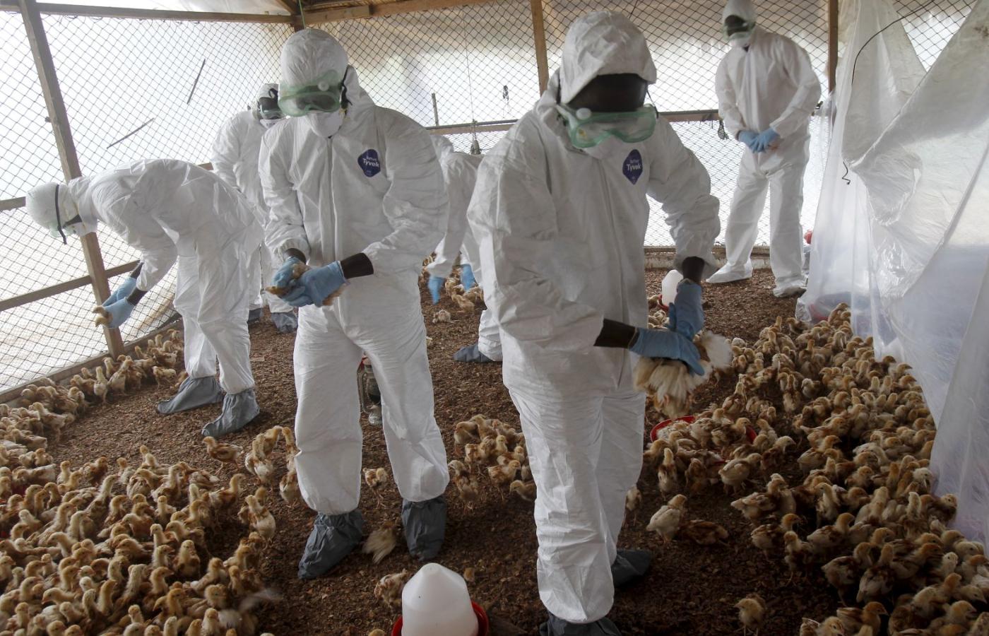 Wybrzeże Kości Słoniowej. Pracownicy Ministerstwa Ochrony Zwierząt dokonują uboju piskląt w celu opanowania epidemii ptasiej grypy.