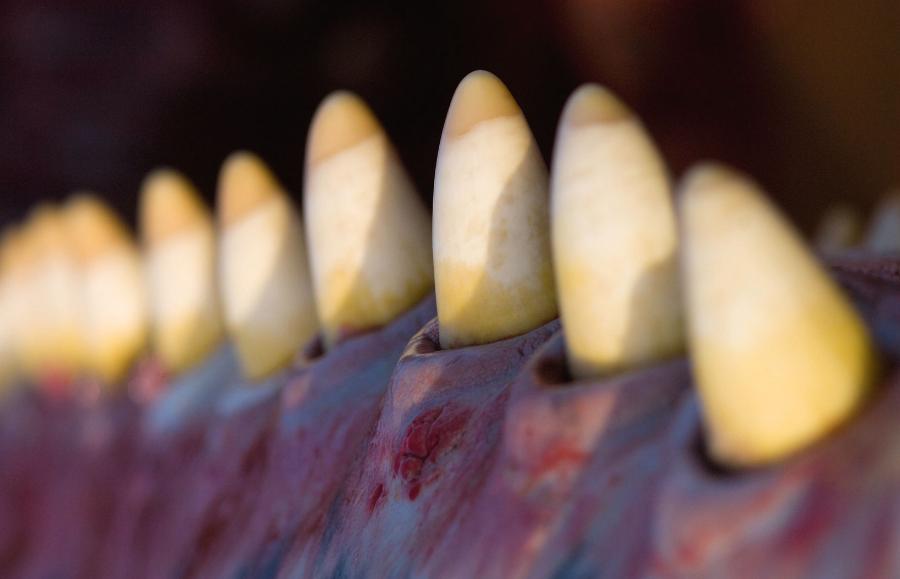 Zęby kaszalota spermacetowego – jedynego wielkiego walenia pozbawionego fiszbinów.