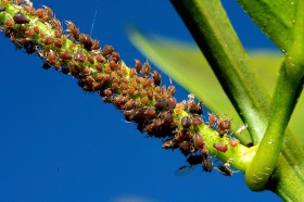 Mszyce żyją gęsto jak ludzie w „blokowiskach” wysysając sok z roślin. Trudno je dostrzec, najczęściej widać dopiero efekty ich działań. Potrafią dać się we znaki niejednemu ogrodnikowi.