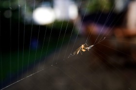 Lśniąca między gałązkami pajęczyna wygląda malowniczo ale przelatujące owady jej nie widzą. Ta kuzynka osy za chwile przestanie walczyć.