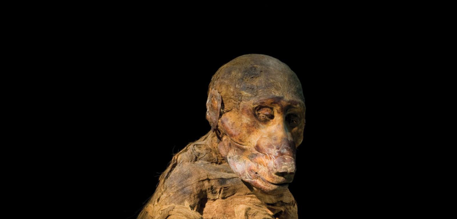 Mumia pawiana, znaleziona w grobowcu KV51 w Dolinie Królów, kryje w sobie, jak się wydaje, szczątki królewskiego ulubieńca.