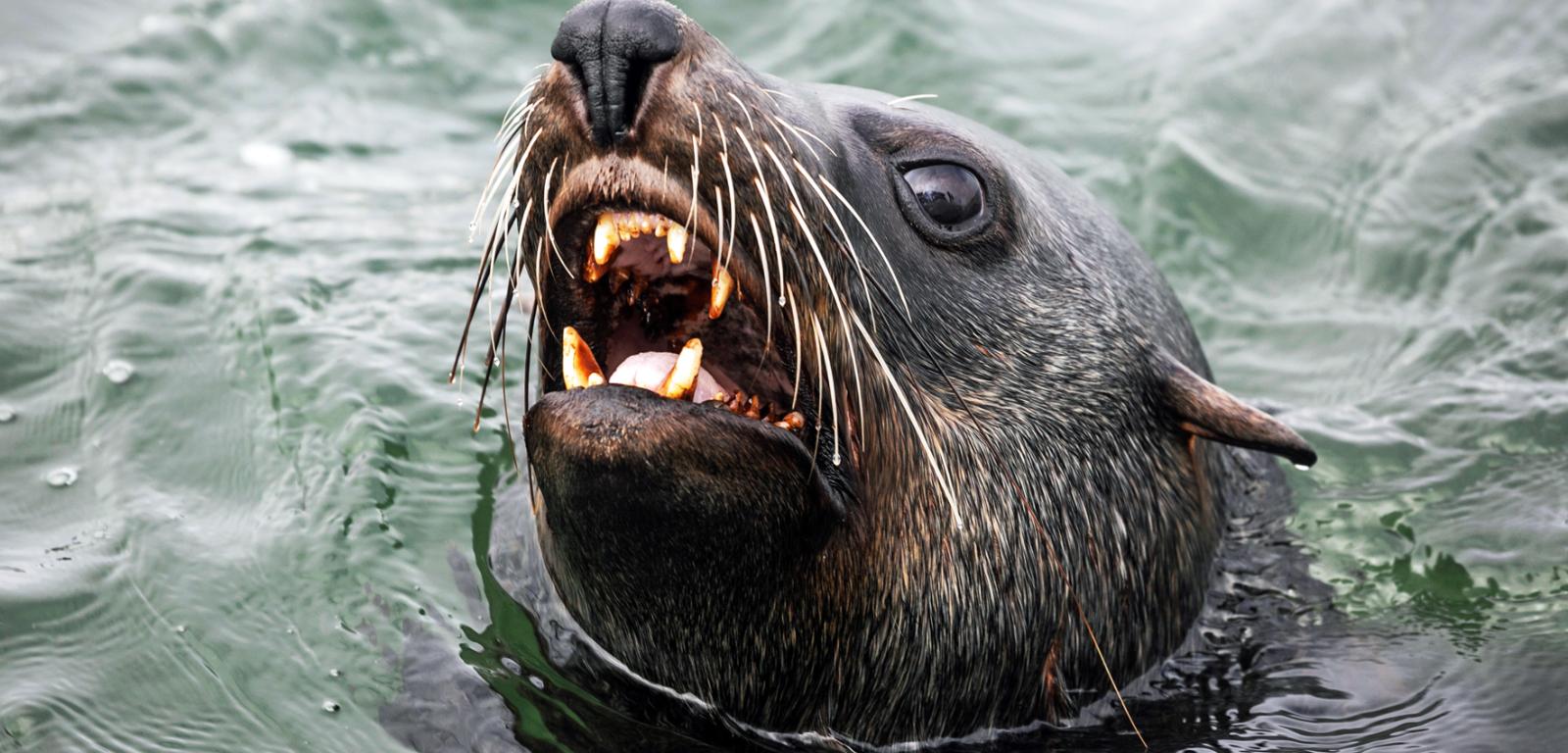 Skażony toksycznymi glonami pokarm fok wywołuje u nich amnezje i masowe zgony.