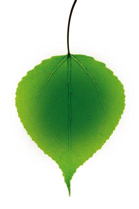 W przemyśle papierniczym wykorzystuje się 6- lub 9-letnie topole pochodzące ze specjalnych plantacji.