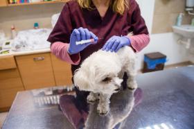 Leki weterynaryjne są znacznie droższe od ludzkich, przy czym lekarzom weterynarii nie wolno przepisywać leków aptecznych, jeśli mają weterynaryjny, droższy odpowiednik.