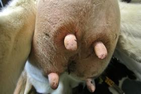 Nasienie polskich buhajów przekazuje za mało pozytywnych cech, krowy mają mniej mleka i krasy.