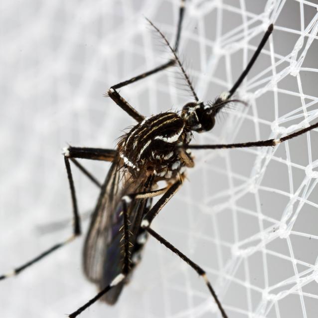 Komary z Azji uodparniają się na popularne środki owadobójcze
