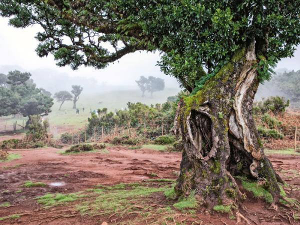 Las wawrzynowy na Maderze