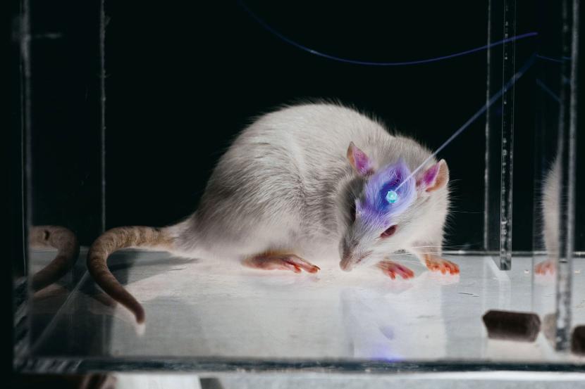 Impuls laserowy pomógł myszom z chorobą Parkinsona.