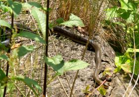 Współcześnie eskulapy znów coraz częściej żyją w symbiozie z mieszkańcami wsi położonych w dolinie Sanu.