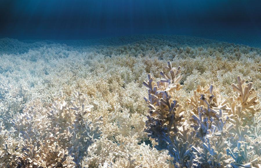 Milion koralowych kopców
Północny Atlantyk, 180 km na wschód od wybrzeży amerykańskiego stanu Georgia. Badacze z National Oceanic and Atmospheric Administration zakończyli prace nad mapą głębokowodnej „prowincji miliona kopców”. Tysiące koralowych pagórków o wysokości od 10 do 100 m pokrywają fragment dna morskiego o powierzchni około 30 tys. km2. To największy odkryty dotychczas ekosystem stworzony przez głębinowe koralowce. Funkcjonuje on na głębokości od 600 do 800 m, gdzie nie dociera światło słoneczne. Dlatego żyjące tu białe koralowce nie udzielają gościny symbiotycznym glonom, które nadają barwę płytkowodnym koralowcom. Gdy stare korale w kolonii umierają, na ich szkielecikach wyrastają nowe; niektóre z kopców liczą wiele tysięcy lat.