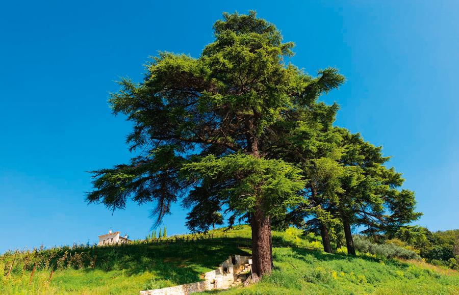 Ostatnie wiekowe cedry rosną w rezerwatach w libańskich górach. Dawniej ich drewno uważano za wyjątkowo cenne. Dziś ich wycinka jest zakazana.