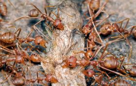 Chaprah to indyjski chuttney z suszonych czerwonych mrówek i ich jajeczek, zmiksowanych z solą i przyprawami. Może służyć jako dodatek niemal do każdego dania.