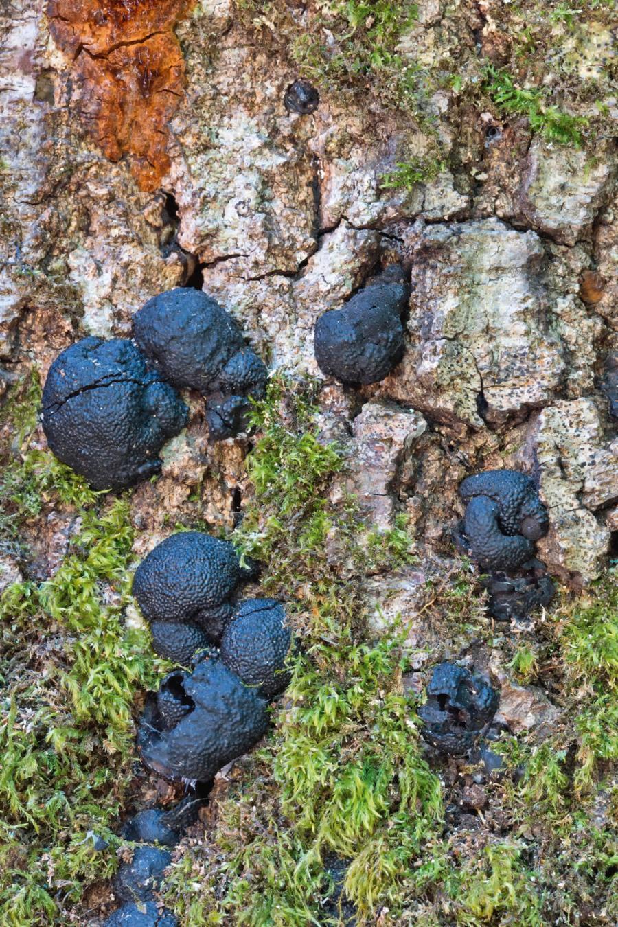 Jednym z objawów choroby są czarne raki na korze drzew.