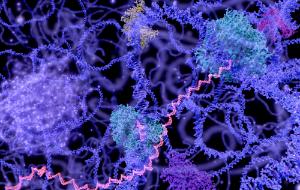 Widok jądra komórkowego w interfazie (DNA, mRNA, jądro komórkowe i enzymy). Ilustracja