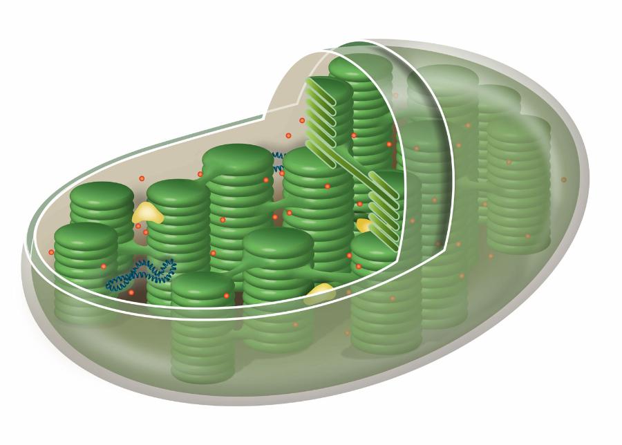Chloroplast zawiera chlorofile, dzięki czemu jest zielony.