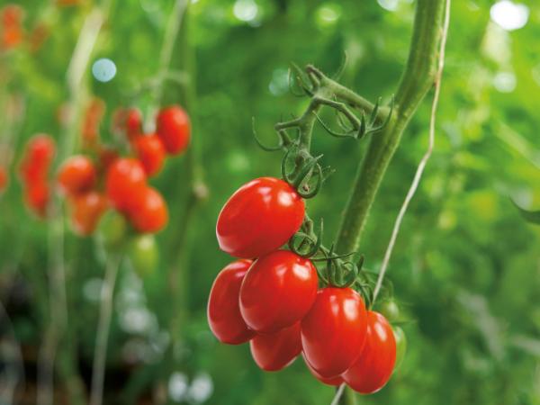 Pomidory „Sicilian Rouge High GABA”