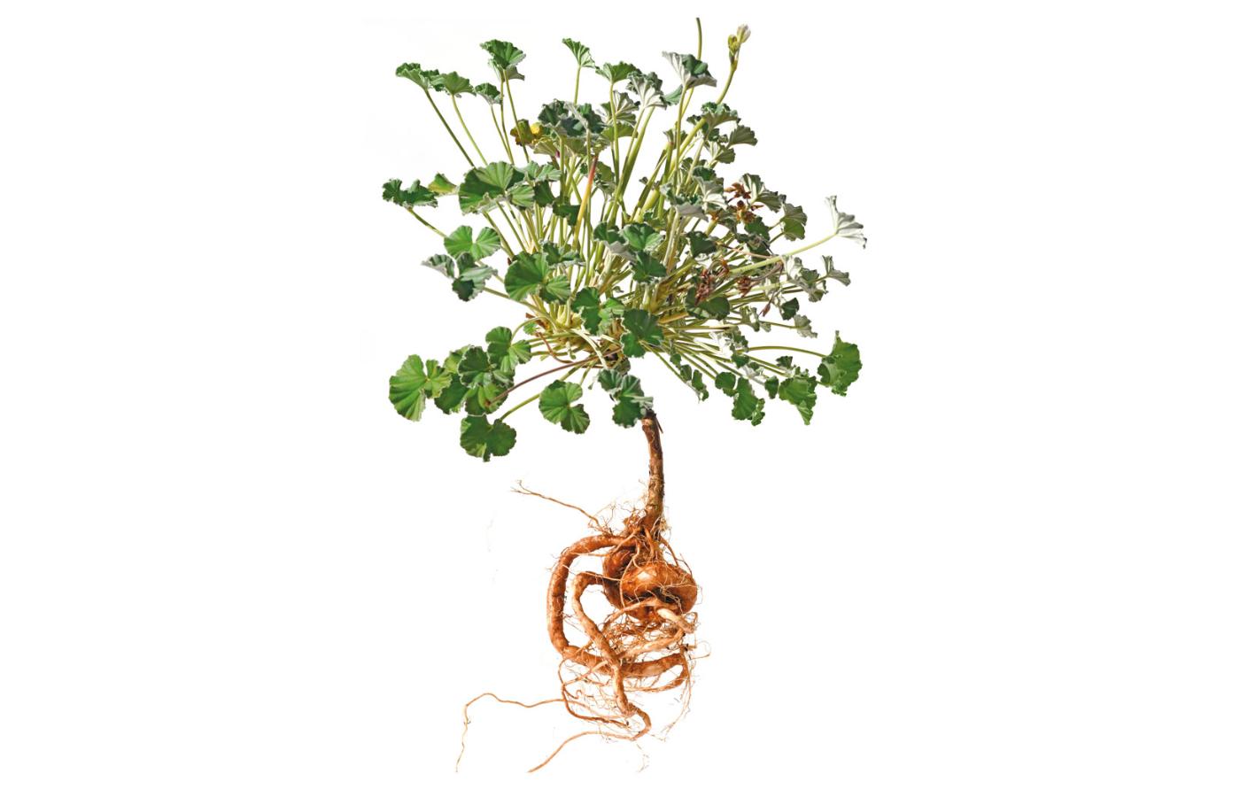 Pelargonium sidoides – południowoafrykańska odmiana pelargonii. O prawo do zysków z jej uprawy walczy kilka lokalnych społeczności.