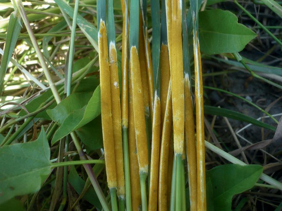 Epichloë typhina jest endofitem wielu gatunków traw. Tu na liściach pałki.