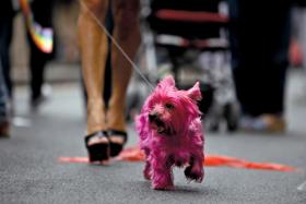 York ma pochodzenie plebejskie.