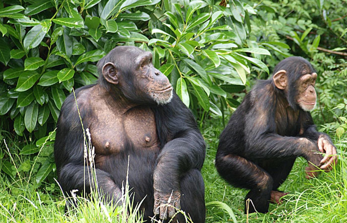 Małpy przekazują sobie wiedzę praktyczną i wzory zachowań
