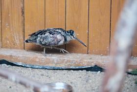 Dla długodziobych słonek szczególnym zagrożeniem są miejskie szyby. Złamany dziób eliminuje te ptaki z dzikiego życia.