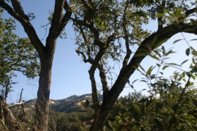 Lick Observatory było pierwszym stałym górskim obserwatorium astronomicznym na świecie. Prowadzi do niego specjalnie wybudowana, licząca ponoć dokładnie 365 zakrętów droga.