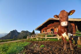 Agroturystyka w Austrii – niezapomniane wakacje dla mieszczuchaA teraz czas odpowiedzieć sobie na kilka ważnych pytań: kiedy ostatnio obudziło Cię pianie koguta? Pamiętasz, jak smakują kawa, herbata czy kakao wypite przy drewnianym stole przed domem, kiedy stopy zanurzają się w trawie? Czy Twoje dzieci wiedzą, jak wygląda z bliska prawdziwa krowa i jak głośno potrafi zamuczeć? A czy kiedykolwiek zdarzyło się Wam wspólnie wyrabiać ciasto na chleb, a potem czekać z niecierpliwością, aż się wreszcie upiecze i będzie można jeszcze ciepłą pajdę zanurzyć w świeżym wiejskim maśle? Pobyt w gospodarstwie agroturystycznym to kontakt z przyrodą i możliwość udziału w wiejskim życiu.