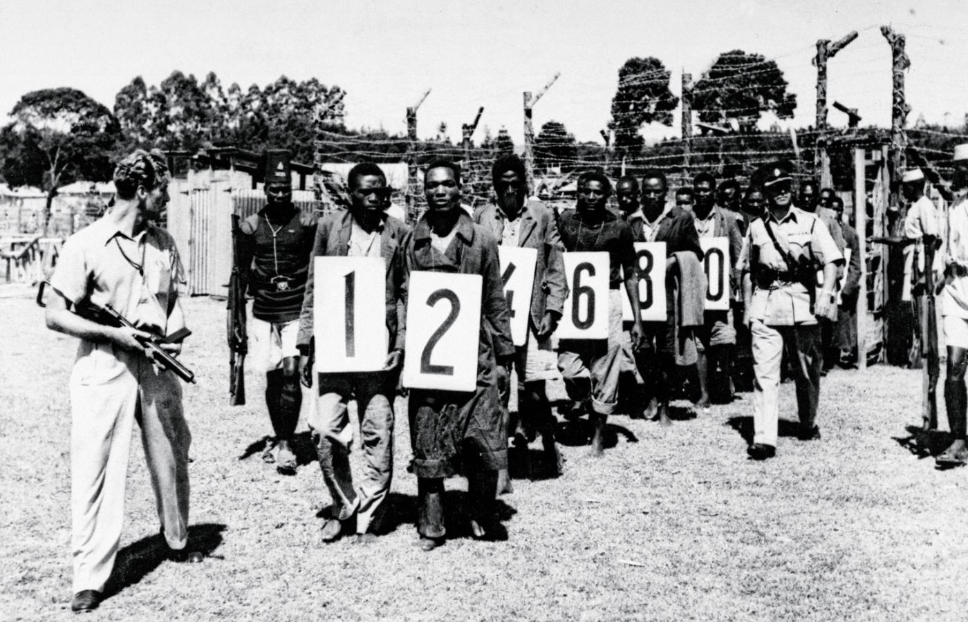 Rebelianci Mau Mau schwytani przez Brytyjczyków, z numerami zawieszonymi na szyjach, eskortowani do sądu w Githunguri, 1953 r.