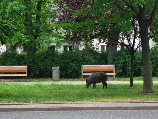 Dzik przy stacji metra Stare Bielany