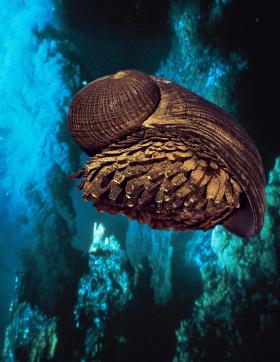 Częstymi mieszkańcami otoczenia czarnych dymników są też brzuchonogi, czyli ślimaki. Te gustują w środowisku o dużym stężeniu związków żelaza.
