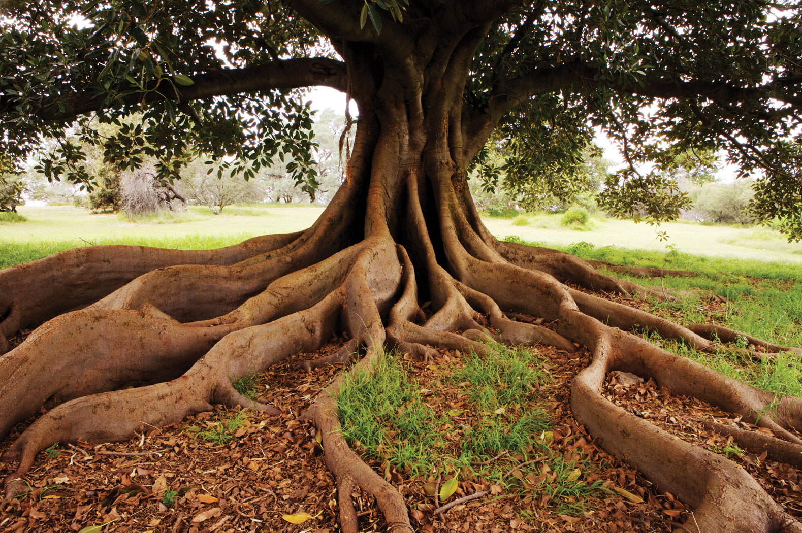 fig-tree-roots-are-they-invasive-how-far-do-they-grow-leafyjournal