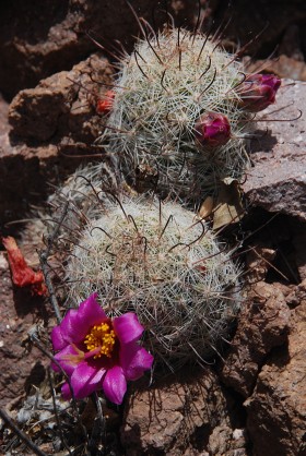 Mammillaria blossf.