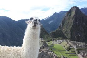 Machu Picchu z kolei grozi zadeptanie przez turystów, których z roku na rok jest tu coraz więcej. Sytuację może pogorszyć budowa lotniska, które ma zostać otwarte w tym roku. Dodatkowo w Cuzco i okolicy powstaje coraz więcej hoteli, a miasto zaczyna być jednym wielkim ośrodkiem turystycznym.