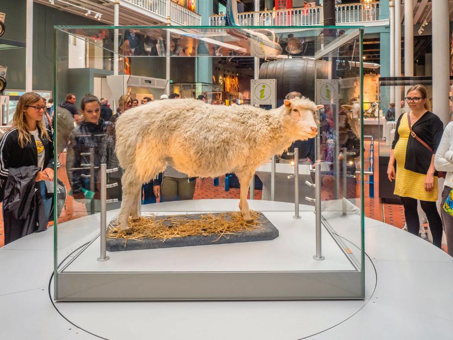 Owieczka Dolly, muzeum w Edynburgu.
