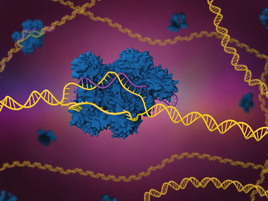 W skład systemu edytowania genomu CRISPR/Cas-9 wchodzi specjalny enzym (niebieski) wycinający fragment DNA (żółty).