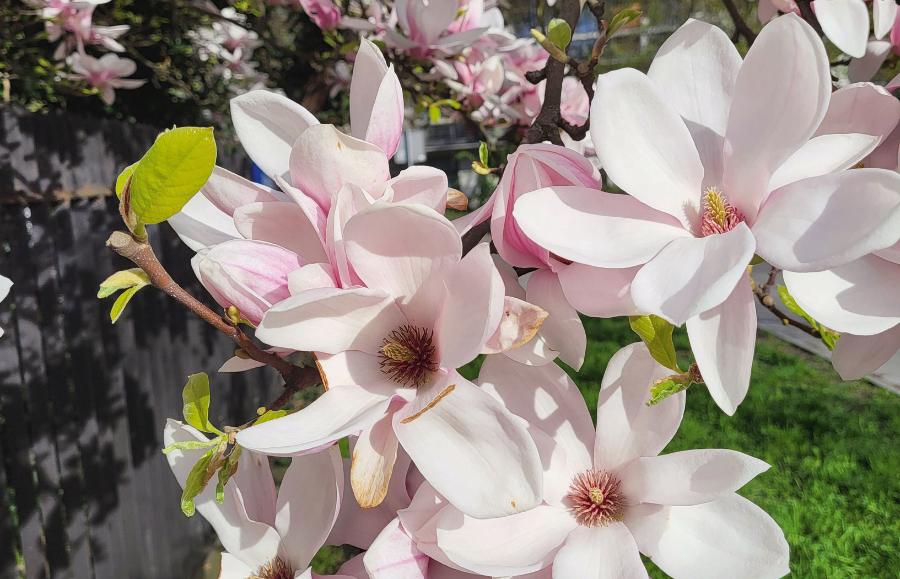 Z ewolucyjnego punktu widzenia kwiaty magnolii mają prymitywną budowę.