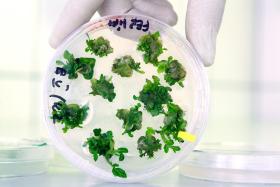 Rośliny transgeniczne wyhodowane w warszawskiej Szkole Głównej Gospodarstwa Wiejskiego.