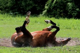Po hipoterapii koń też musi się zrelaksować.