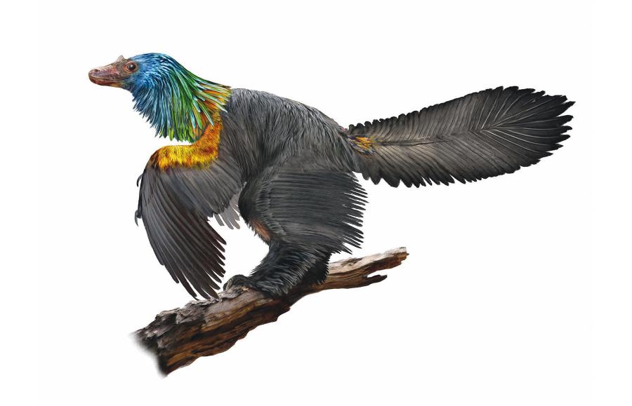 Ten opierzony dinozaur (Caihong juji) był kolorowy jak koliber, co ustalono na podstawie badania jego skamieniałych piór. Miał wielkość kaczki.