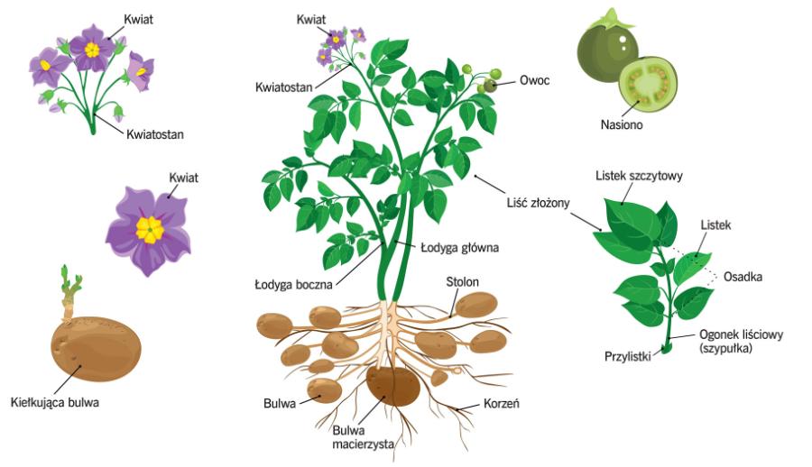 Budowa ziemniaka (Solanum tuberosum).