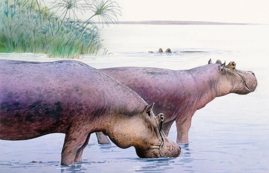 Wymarłe formy hipopotamów były smuklejsze niż dzisiejsze hipopotamy nilowe. Na rys. Hippopotamus gorgops.